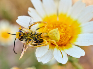 Yellow crab spider hunting a bee on a flower. Thomisus onustus