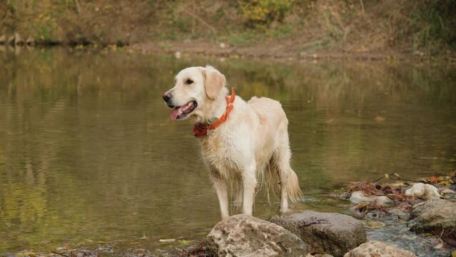 Portrait of cream white golden retriever dog standing in a shallow river on dog walk. Slow motion