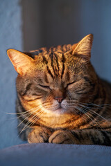 beautiful portrait of a striped cat