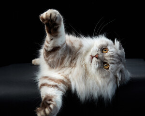 An inquisitive Scottish Fold cat reaches out, its striking amber eyes and lush fur highlighted on a...