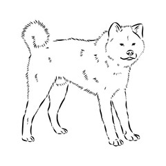 Japanese akita inu dog, vector outline illustration