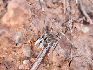 Ground spider on a dry ground. Genus Thanatus