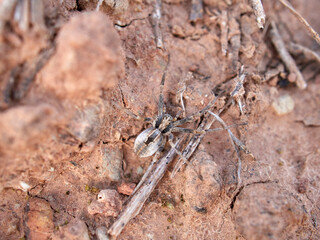 Ground spider on a dry ground. Genus Thanatus