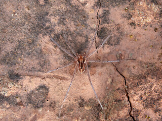 Ground spider on a dry ground. Genus Thanatus