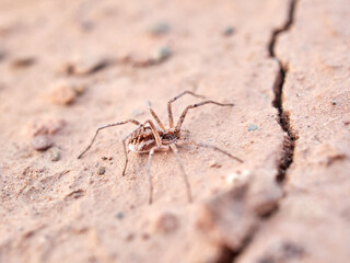 Ground spider on a dry ground. Genus Thanatus