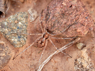 Ground spider on a dry ground. Genus Thanatus