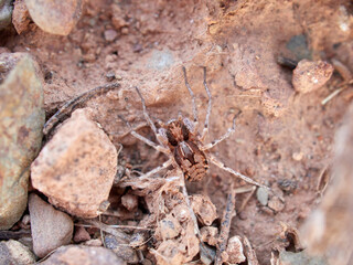Ground spider on a dry ground. Genus Thanatus