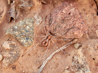 Ground spider on a dry ground. Genus Thanatus