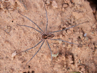 Ground spider on a dry ground. Genus Thanatus