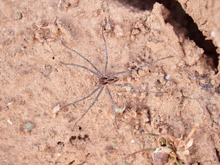 Ground spider on a dry ground. Genus Thanatus