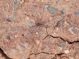 Ground spider on a dry ground. Genus Thanatus