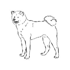 Japanese akita inu dog, vector outline illustration