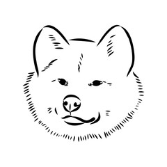 Japanese akita inu dog, vector outline illustration