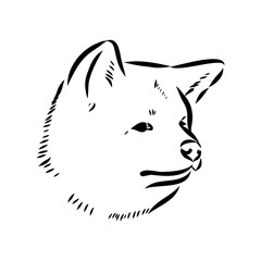 Japanese akita inu dog, vector outline illustration