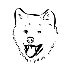 Japanese akita inu dog, vector outline illustration