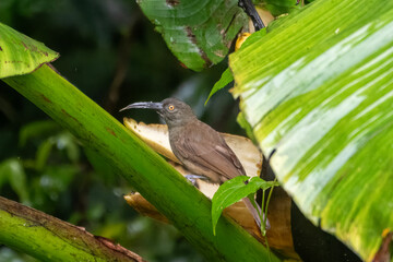 Long-billed honeyeater (Melilestes megarhynchus), a species of bird in the family Meliphagidae in Arfak Mountains, West Papua, Indonesia