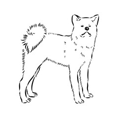 Japanese akita inu dog, vector outline illustration