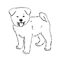 Japanese akita inu dog, vector outline illustration