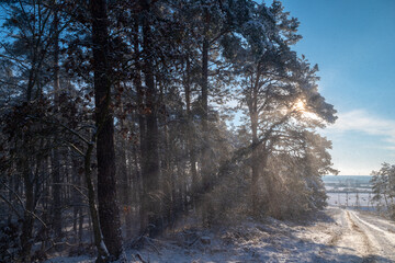 Przez gałęzie drzew, jak mistyczny portal zagląda słońce. © Radosaw