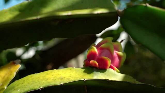 close up of white dragon fruit sitting on top of cactus Red Dragon Fruit Slices and Cultivating Exotic Plants pitaya