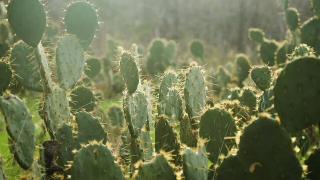 Wild cacti cactus plants with prickly spines in beautiful sunlight. Slow motion