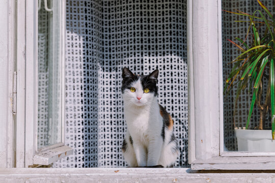 domestic cat portrait looking at camera sitting posing on windowsill home interior object in spring sunny day time