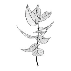 Eucalyptus branch continuous line drawing.
