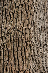 Old Wood Tree Texture Background Pattern