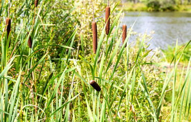 Bulrushes, or cattails on the forest lake