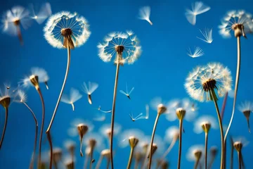 Foto op Plexiglas *flying dandelion seeds on a blue background- © Mazhar