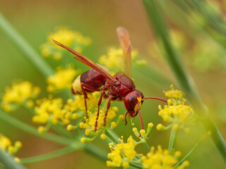 Invasive Asian wasp on a flower. Vespa orientalis.