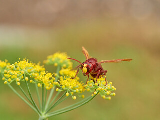 Invasive Asian wasp on a flower. Vespa orientalis.