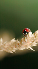 Coccinelle en gros plan