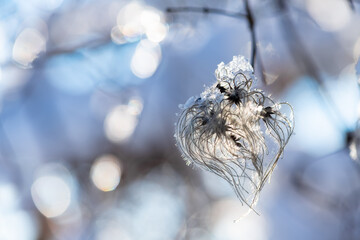 Close up of frosted silky heart shaped inflorescence of “Man's beard“ or “traveller's joy“...