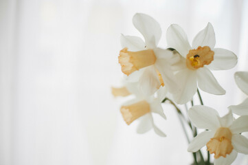 Ethereal Blooms: White Narcissi Elegance