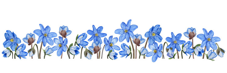 Hepatica blue spring flowers banner, border. Watercolor illustration Isolated on white background
