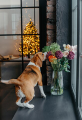 Cute beagle dog in bandana on christmas tree background