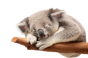 Cozy Koala Resting in White on a transparent background