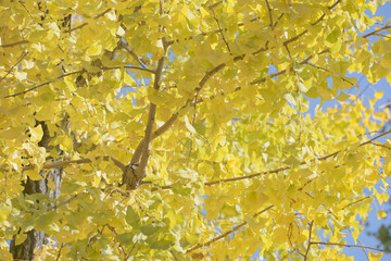 秋の色ずく木々の葉