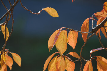 秋の色ずく木々の葉