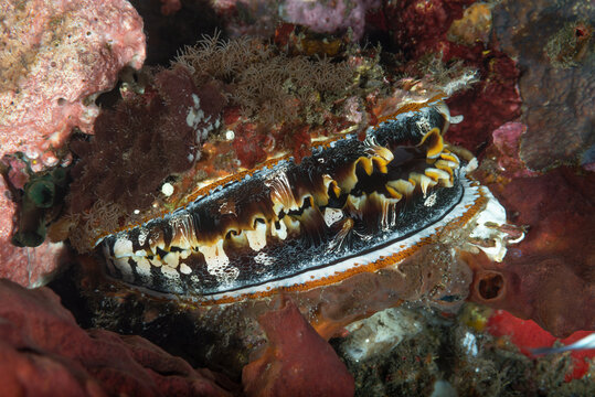 Mollusco bivalve, Spondylus varius, isola di Bali, Indonesia