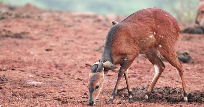Cape Bushbuck In The Wild In Aberdare Range In Kenya - Close Up
