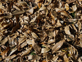 冬の公園の地面の落ち葉の様子