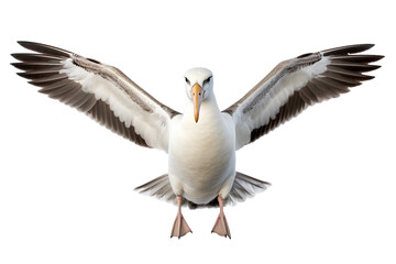 Graceful Albatross on White on a transparent background