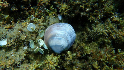 Seashell of bivalve mollusc Glycymeris nummaria on sea bottom, Aegean Sea, Greece, Halkidiki
