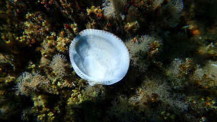 Seashell of bivalve mollusc Glycymeris nummaria on sea bottom, Aegean Sea, Greece, Halkidiki
