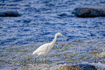 川の彩り、鷺の足跡