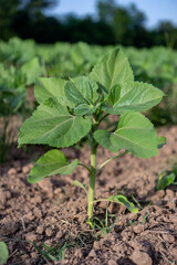 Young stalk of sunflower