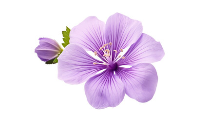 The flowers are bright purple. Isolated on transparent background PNG file.