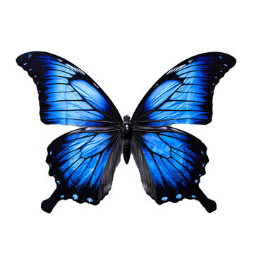 Butterfly Images for creative creation